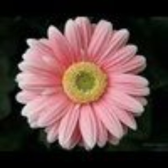 cathyl6an